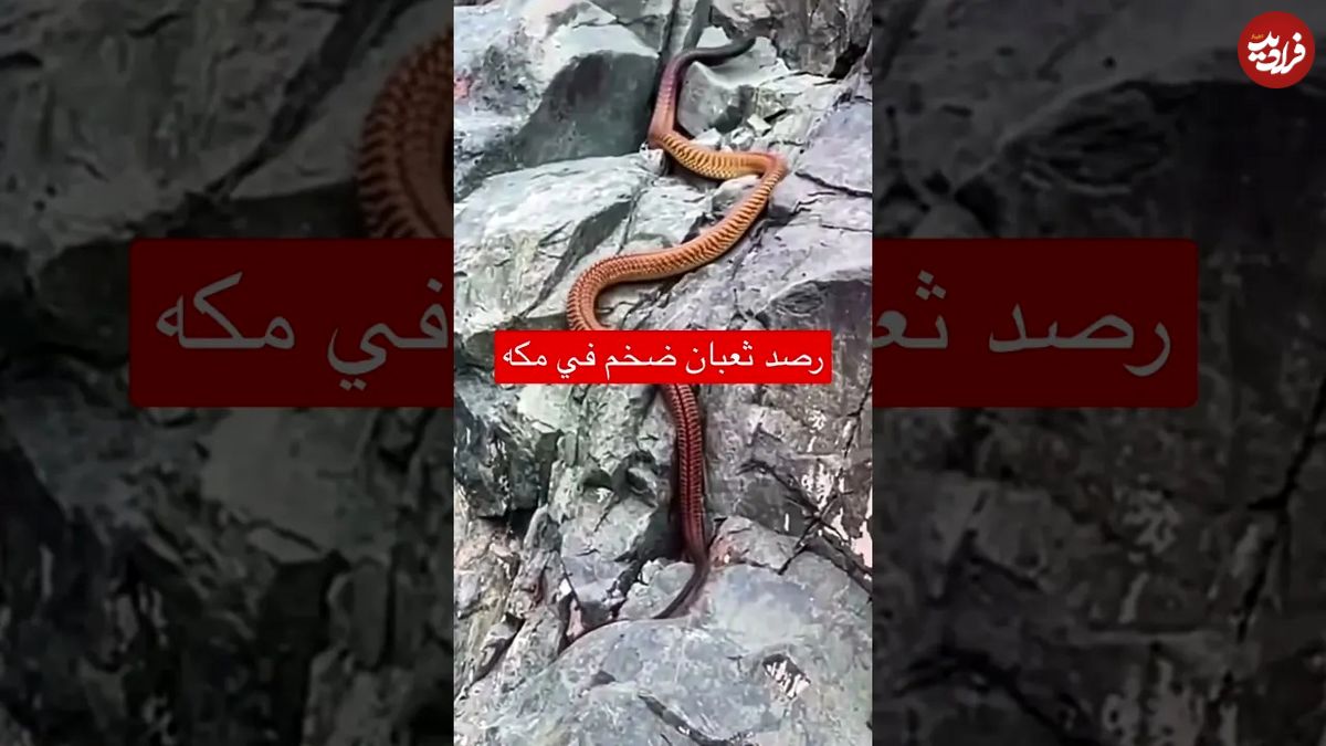 (ویدئو) کشف یک مار بزرگ و عجیب در اطراف شهر مکه