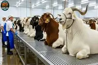 ببینید| نگاهی به فرآیند تهیه و فرآوری شیر و گوشت بز در استرالیا