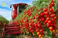 ببینید| چگونه اسپانیایی ها صدها تن گوجه گیلاسی را در گلخانه پرورش می دهند؟