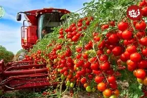 ببینید| چگونه اسپانیایی ها صدها تن گوجه گیلاسی را در گلخانه پرورش می دهند؟