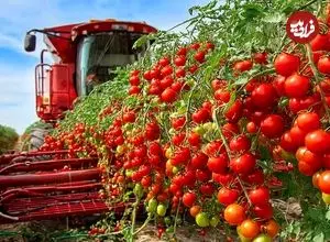 ببینید| چگونه اسپانیایی ها صدها تن گوجه گیلاسی را در گلخانه پرورش می دهند؟