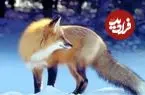 ببینید| پناه آوردن روباه‌ها در شب برفی به خانه‌های مردم