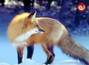 ببینید| پناه آوردن روباه‌ها در شب برفی به خانه‌های مردم
