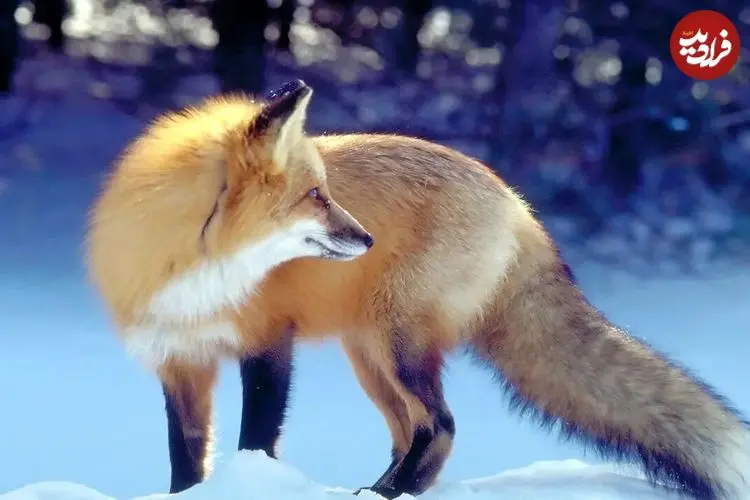 ببینید| پناه آوردن روباه‌ها در شب برفی به خانه‌های مردم