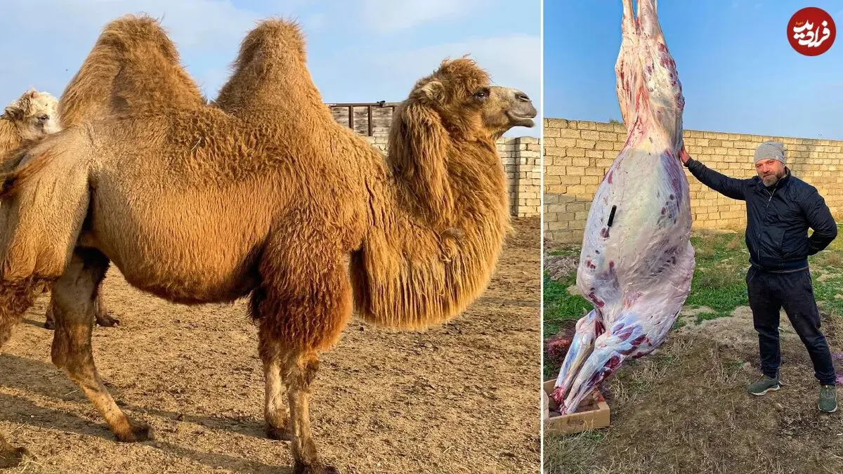 (ویدئو) نحوه پخت یک غذای متفاوت با گوشت شتر غول پیکر توسط یک آشپز اوکراینی