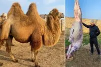 (ویدئو) نحوه پخت یک غذای متفاوت با گوشت شتر غول پیکر توسط یک آشپز اوکراینی