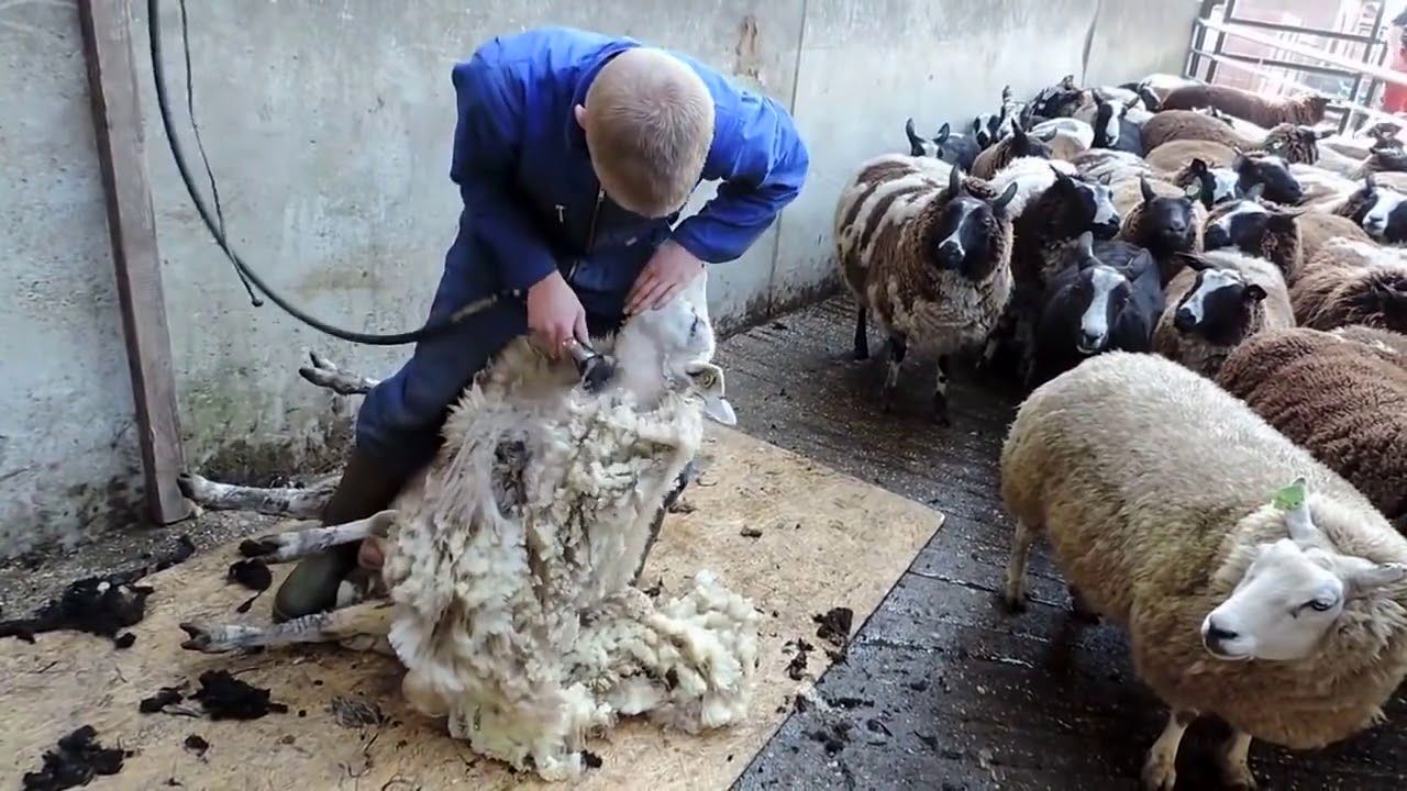 (ویدئو) فرآیند برش زدن پشم میلیون ها گوسفند و تبدیل کردن آن به پارچه و لباس