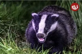 ببینید| عملیات دشوار برای رهایی گورکن وحشت‌زده از حصار