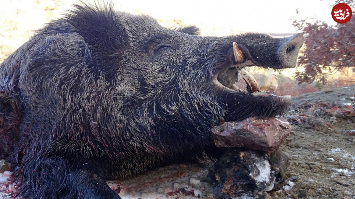 (ویدیو) کشتار بی‌رحمانه گرازها توسط کشاورزهای اهل تگزاس برای محافظت از مزارع!