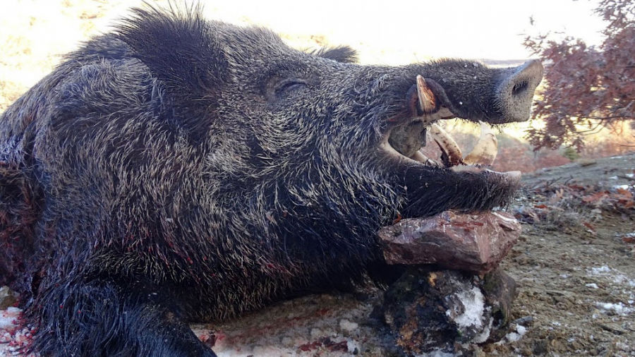 (ویدیو) کشتار بی‌رحمانه گرازها توسط کشاورزهای اهل تگزاس برای محافظت از مزارع!