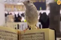 (ویدئو) یک گنجشک در خانه خدا خبرساز شد!