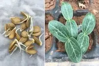 (ویدئو) چگونه در تراس و پشت بام کدو تنبل پرورش دهیم و برداشت کنیم؟