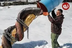 ببینید| غذای روستایی در آذربایجان؛ صید گربه ماهی غول پیکر و کباب کردن آن در بشکه