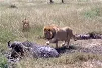 ببینید| ترس عجیب شیر نر و بوفالو در مواجهه با یکدیگر!