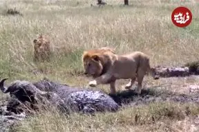 ببینید| ترس عجیب شیر نر و بوفالو در مواجهه با یکدیگر!