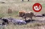 ببینید| ترس عجیب شیر نر و بوفالو در مواجهه با یکدیگر!