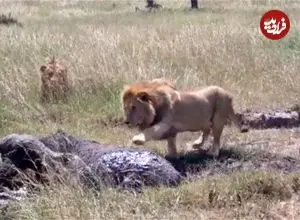 ببینید| ترس عجیب شیر نر و بوفالو در مواجهه با یکدیگر!