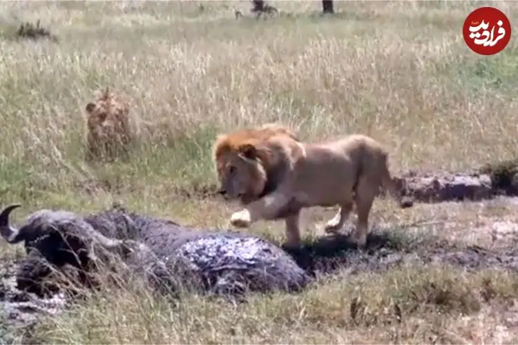 ببینید| ترس عجیب شیر نر و بوفالو در مواجهه با یکدیگر!
