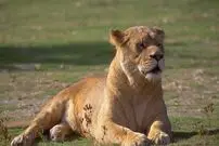 ببینید؛ تصاویر دلخراش از حمله مرگبار شیر ماده به پسر ۱۹ ساله در برزیل