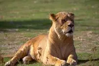 ببینید؛ تصاویر دلخراش از حمله مرگبار شیر ماده به پسر ۱۹ ساله در برزیل