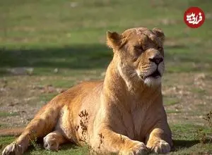 ببینید؛ تصاویر دلخراش از حمله مرگبار شیر ماده به پسر ۱۹ ساله در برزیل