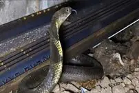 مار در قطار؛ شاه‌کبراهایی که در قطارهای هند وحشت می‌آفرینند