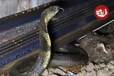 مار در قطار؛ شاه‌کبراهایی که در قطارهای هند وحشت می‌آفرینند