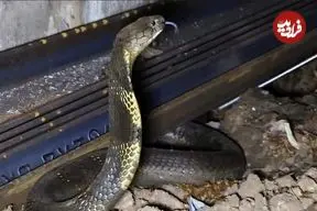 مار در قطار؛ شاه‌کبراهایی که در قطارهای هند وحشت می‌آفرینند