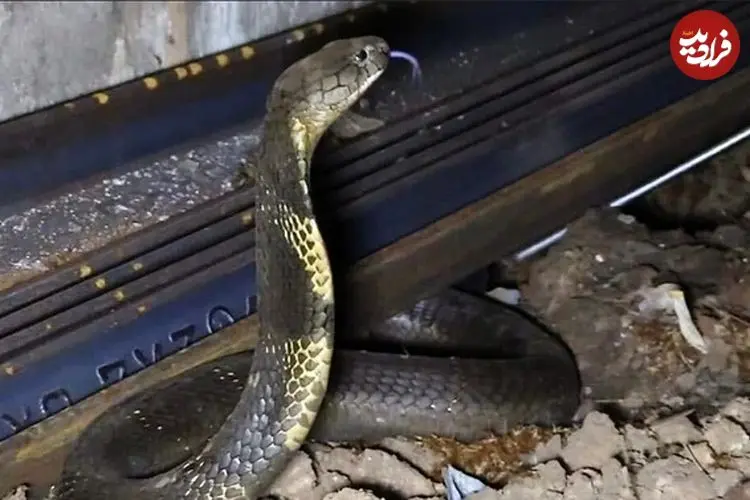 مار در قطار؛ شاه‌کبراهایی که در قطارهای هند وحشت می‌آفرینند