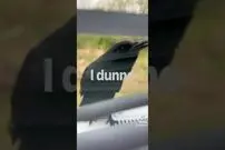 (ویدئو) انگلیسی حرف زدن باورنکردنی این کلاغ باهوش شما را شگفت زده می کند!