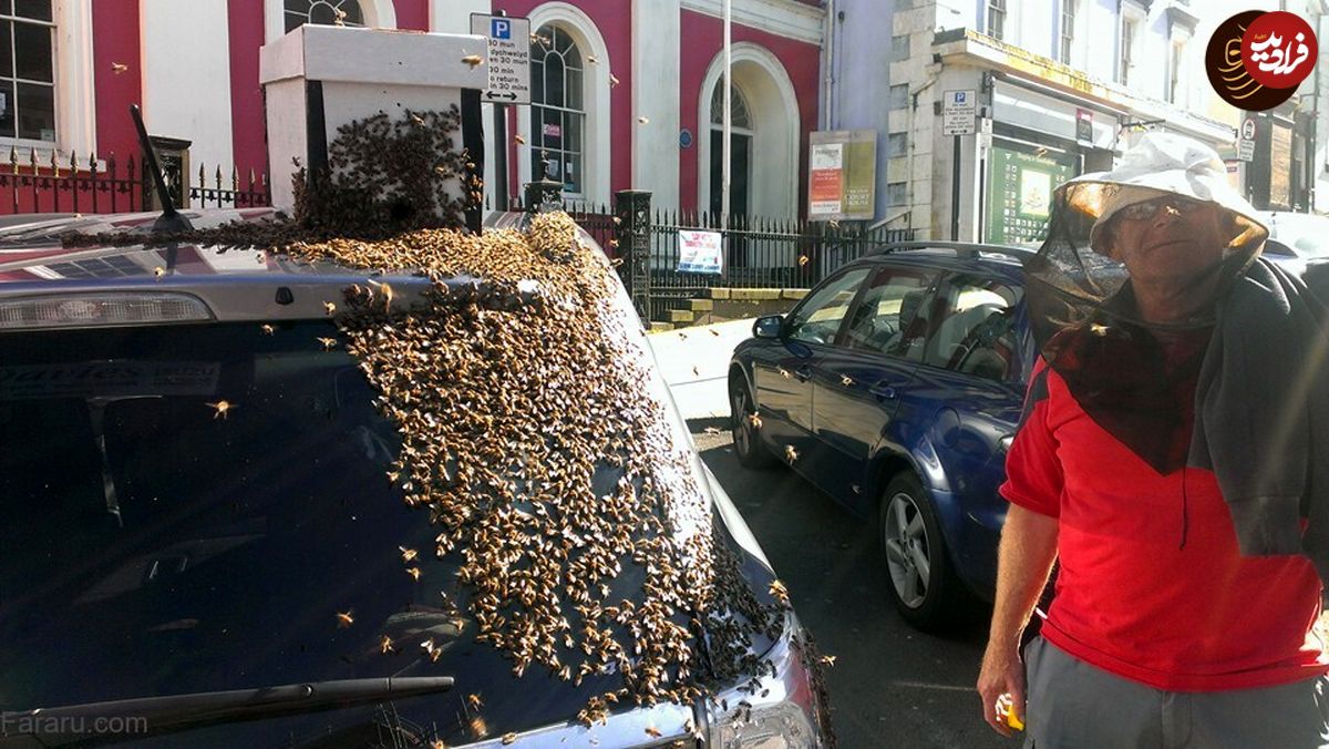 (تصاویر) ۴۸ ساعت تعقیب یک خودرو توسط ۲۰ هزار زنبور عسل!