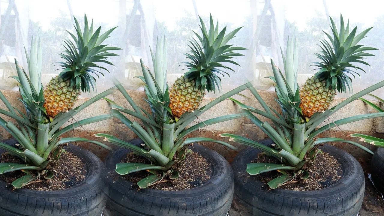 (ویدئو) یک ایده خلاقانه برای کاشت و برداشت ساده آناناس در تراس منزل با لاستیک