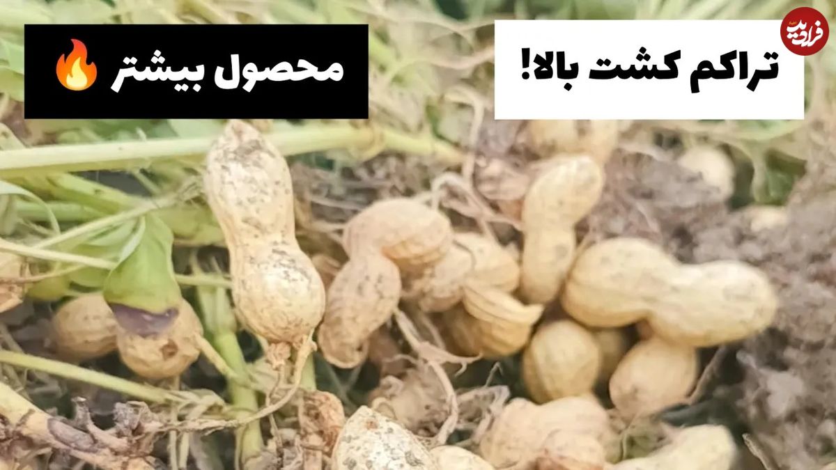 (ویدئو) برداشت هیجان انگیز بادم زمینی در مزارع دشت مغان اردبیل