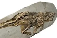 کشف «ناف دایناسور» در فسیل ۱۳۰ میلیون ساله! 