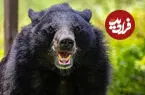 ببینید| کنسرت پیانو برای خرس‌های نجات یافته