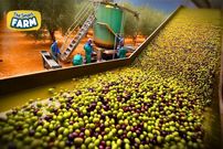 ببینید؛ روغن زیتون چگونه تولید می شود؟