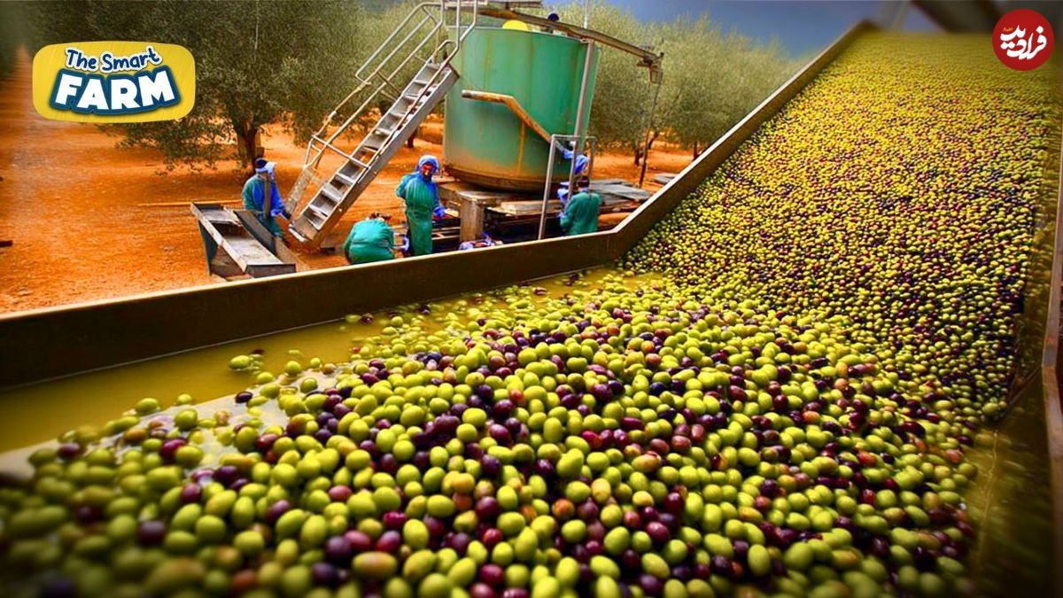 ببینید؛ روغن زیتون چگونه تولید می شود؟