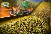 ببینید؛ روغن زیتون چگونه تولید می شود؟