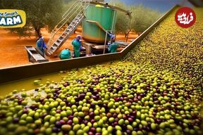 ببینید؛ روغن زیتون چگونه تولید می شود؟