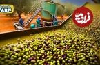 ببینید؛ روغن زیتون چگونه تولید می شود؟