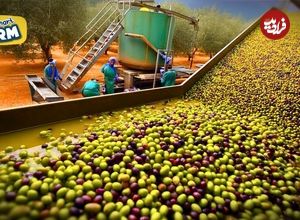 ببینید؛ روغن زیتون چگونه تولید می شود؟