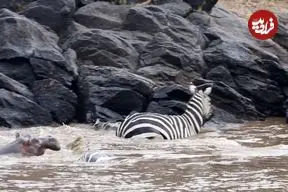 ببینید| فرار باورنکردنی «گورخر» از دست «تمساح» با کمک اسب آبی!