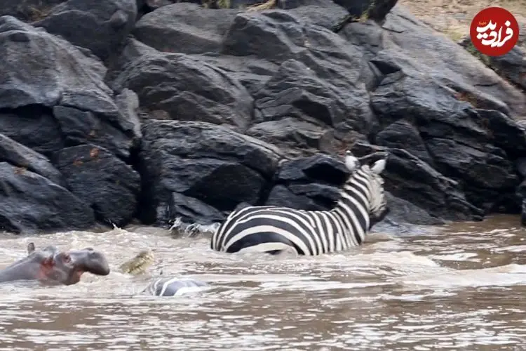 ببینید| فرار باورنکردنی «گورخر» از دست «تمساح» با کمک اسب آبی!