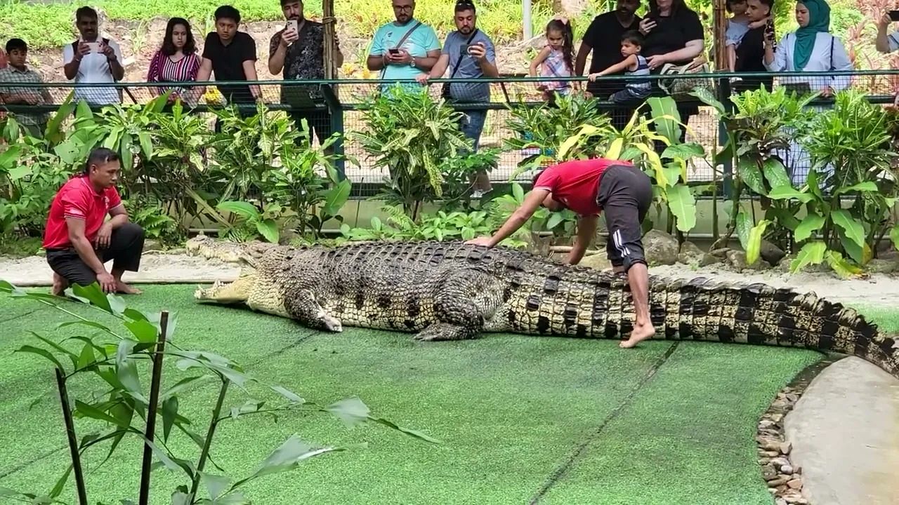 (ویدئو) بازی خطرناک و دلهره آور دو مربی باغ وحش با بزرگترین تمساح جهان