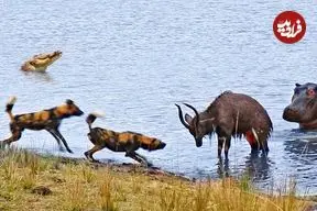 ببینید| عاقبت تلخ گوزن نیالای شجاع پس از درگیری با اسب آبی و سگ های وحشی