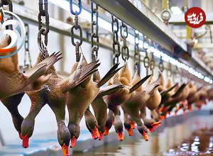 (ویدئو) چگونه میلیون ها اردک در کارخانه ها فرآوری می شوند؟ 