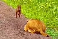 ببینید| فرار هیجان انگیز توله گراز از دست یک شیر گرسنه