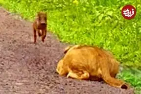 ببینید| فرار هیجان انگیز توله گراز از دست یک شیر گرسنه