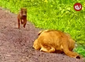 ببینید| فرار هیجان انگیز توله گراز از دست یک شیر گرسنه
