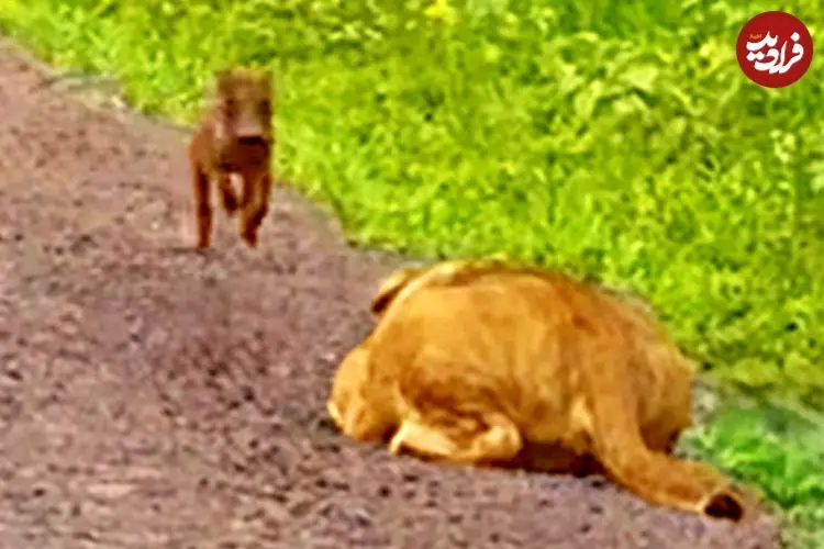 ببینید| فرار هیجان انگیز توله گراز از دست یک شیر گرسنه